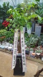 광주-쟈스민플라워, 광주광역시광산구 꽃배달 - 플라워119꽃배달서비스 - 카테고리 꽃다발 , 꽃배달, 꽃선물, 전국꽃배달서비스,맞춤꽃배달,꽃... 