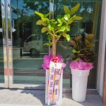 꽃배달 - 플라워119꽃배달서비스 - 플라워119본부, 서울특별시강남구 카테고리 꽃다발 , 꽃배달, 꽃선물, 전국꽃배달서비스,맞춤꽃배달,꽃, 꽃집... 