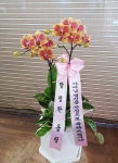 플라워하늘, 대구광역시서구 꽃배달 - 플라워119꽃배달서비스... 관리, 꽃꽂이 강좌, 꽃다발, flower Box, 꽃바구니, 명품관, 화분관엽, 난, 동양란... 