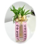 동양란/명품동양란/★환희 ★ 꽃배달 - 플라워119꽃배달서비스 동양란/명품동양란/★환희 ★ ★환희 ★ 플라워119