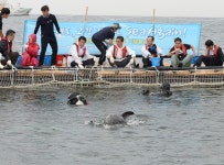 [오늘의 사진] 고향 바다로 돌아가는 금등과 대포 : 사회일반 : 사회 : 뉴스 : 한겨레 [오늘의 사진] 고향 바다로 돌아가는 금등과 대포