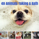 49 Animals Taking A Bath | HuffPost 49 Animals Taking A Bath