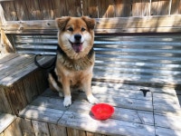 New Beer For Dogs Means You And Your Pup Can Throw Back A Few Together | HuffPost New Beer For Dogs Means You And Your Pup Can... 