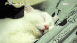 다시보기 | 동영상 | TV보다 더 큰 세상, iMBC [하하랜드]  1회-다시보기