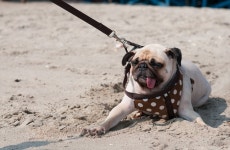 알고 보니 우리말이 아닌 일본말이었던 단어 9가지