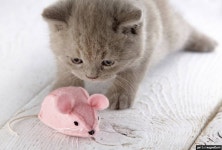 가생이닷컴>커뮤니티 > 잡담 게시판 > 고양이가 당신을 사랑하고 있다는 9가지 신호