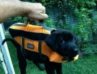 Funny Picdump  (54 pics) - Picture #43 - Izismile.com Funny Picdump  (54 pics)