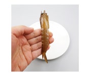 [더리얼스 엠데코] 새우 모형 대하 13.5cm 2색 택1 구이 찜 인조 쉬림프 음식모형 해산물 요리 뷔페 마트 데코 바다생물 데코 장식 가짜 교구 UR