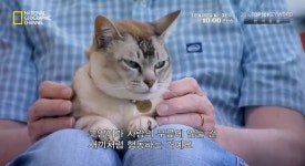 고양이가 꾹꾹이를 하는 이유