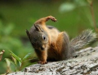 누구보다 비장한 청설모의 착지자세 ㅋㅋ