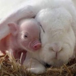 돼지 토끼 실사판,진정한 돼지 토끼