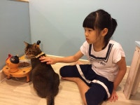 고양이놀이터 