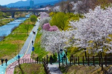 강남구, 양재천 벚꽃길 주변 새롭게 단장하고 상춘객 맞아:내외신문 ≪내외신문≫ 강남구, 양재천 벚꽃길 주변 새롭게 단장하고 상춘객 맞아