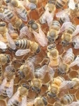 달달허니(DalDal Honey) | 달달한 허니 - 뽐뿌:자유갤러리 달달한 허니