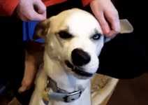 조건반사.gif