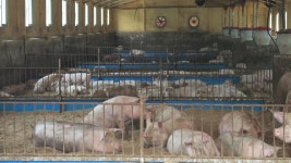 보령 : 뉴스 : SBS 함께 만드는 기쁨 SBS