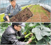 [서울신문] [한반도 이상저온] 일조량 29%↓ 낮기온 2도↓ 강수 10일↑ ‘재난수준’ [한반도 이상저온] 일조량 29%↓ 낮기온 2도↓ 강수 10일... 