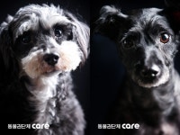 [서울신문] [김유민의 노견일기] 청와대로 간 검은개…그리고, 남겨진 친구들 [김유민의 노견일기] 청와대로 간 검은개…그리고, 남겨진 친구들