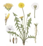 [서울신문] [이소영의 도시식물 탐색] 다 같은 민들레가 아니다 [이소영의 도시식물 탐색] 다 같은 민들레가 아니다