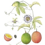 [서울신문] [이소영의 도시식물 탐색] 서울에서 만나는 열대과일 [이소영의 도시식물 탐색] 서울에서 만나는 열대과일