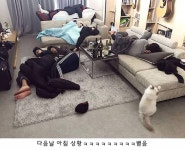 씨엔블루 종현 인스타에 올라온 민폐남들 - 스퀘어 카테고리