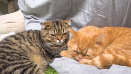 더쿠 - 크림네 모모 루루 그루밍 너무 귀엽다.