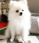 더쿠 - 멤버 전원이 애완동물을 키우는 걸그룹.jpg
