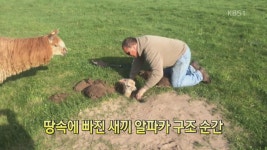 [땅속에 빠진 새끼 알파카 구조 음방] LArc-en-Ciel -敍情詩 - 재팬 카테고리