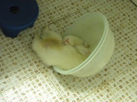 슼방보고 생각나는 10년간 키운 페릿육아(?) 후기 - 후기 카테고리