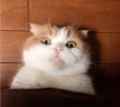 더쿠 - 170108 欅坂46 – 欅って、書けない？ ep63.smi 20170111수정