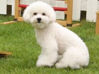 케이돌토크 - 세훈이 그린 짤빵개