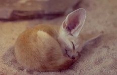 제이돌 - 잠자는 여우와 쇼리