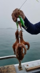 인셀덤통영베스트점 | 통영 베스트호 문어 조황 인터넷바다낚시 - 대한민국 바다낚시 포탈사이트