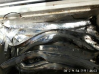 바다낚시 > 점주선장조황 > 중내만 ~칼치 ♡씨알굿~마리수대박.원도귄.돌문어굿 중내만 칼치 ♡씨알굿마리수대박원도귄돌문어굿