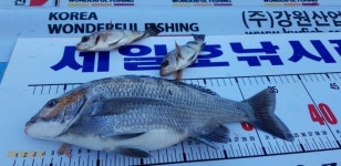 (南)남해조황 - (세일호) 52,45,40 감성돔~