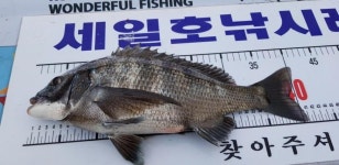 (南)남해조황 - (세일호)55,45,40 감성돔 조황