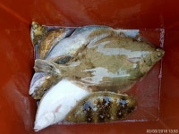 바다낚시 > 점주선장조황 > 봄도다리 입질 싸이즈  살아나고 (일예약가능 ) 봄도다리 입질 싸이즈 살아나고 일예약가능 