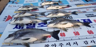 바다낚시 > 점주선장조황 > (세일호) 감성돔 조황 ~~ 세일호 감성돔 조황 