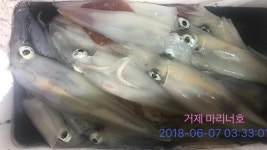 바다낚시 > 점주선장조황 > 거제마리너호] 먼바다 한치 1인세자리수?좋은조황금예약가 거제마리너호 먼바다 한치 1인세자리수좋은조황금예약가