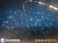 바다낚시 > 점주선장조황 > [여수피쉬헌터호]씨알좋은 한치 물뱐고기반!!!!!!!