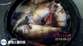 바다낚시 > 점주선장조황 > [스텔라호]밤볼 외줄 3짜 다수출몰 조황입니다 스텔라호밤볼 외줄 3짜 다수출몰 조황입니다