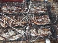 (南)남해조황 - 화살촉 오징어 오늘 출항합니다