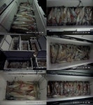 한치 출조합시다~~!!! 인터넷바다낚시 - 대한민국 바다낚시 포탈사이트