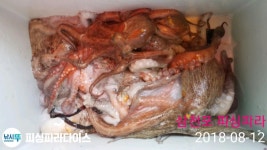 물렁이들의 반항~~ 인터넷바다낚시 - 대한민국 바다낚시 포탈사이트