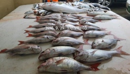 참돔 출조 다녀왔습니다 ^^ 인터넷바다낚시 - 대한민국 바다낚시 포탈사이트