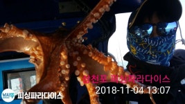 바다낚시 > 점주선장조황 > 내일은 갑오징어 & 돌문어  집중공략