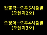 바다낚시 > 점주선장조황 > 왕뽈락!실시간!씨알끝장!~30cm이상무료승선권~(오징어4시.왕뽈락5시-수,목,금,예약가능)