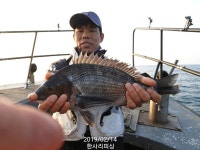 바다낚시 > 점주선장조황 > ((한사리))두미ㅡ갈도 영등시즌 대물들 입성소식! (새벽05시ㅡ아침08시출항)
