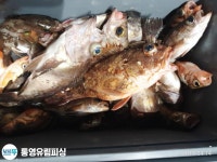 (南)남해조황 - 통영유림/ 밤뽈락 출조합니다.(예약가능)