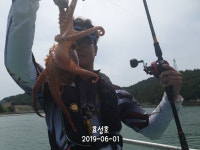 바다낚시 > 점주선장조황 > [효성호]6/1 돌문어 조황입니다 낼자리있습니다